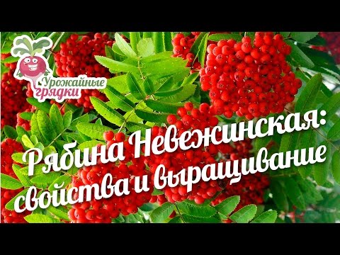 Рябина Невежинская: полезные свойства рябины и условия выращивания #urozhainye_gryadki