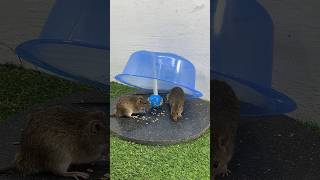The Simplest And Most Effective Homemade Mouse Trap Idea #Rat #Rattrap #Mousetrap #Shorts