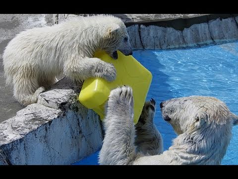 幸せの黄色いポリタンク~Polar bears playing with Yellow polyethylene tank