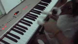 Jack Russell Kiki 3