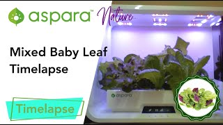 aspara™ nature mixed baby leaf timelapse