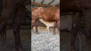 Foals Tummy Is Full! Time For A Nap! #Shorts #Foal #Babyhorse #Adorable #Cute #Furbaby #Horse