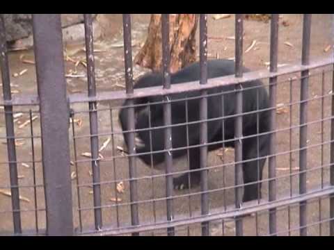 徳山動物園の一番の人気モノ・ツヨシくん