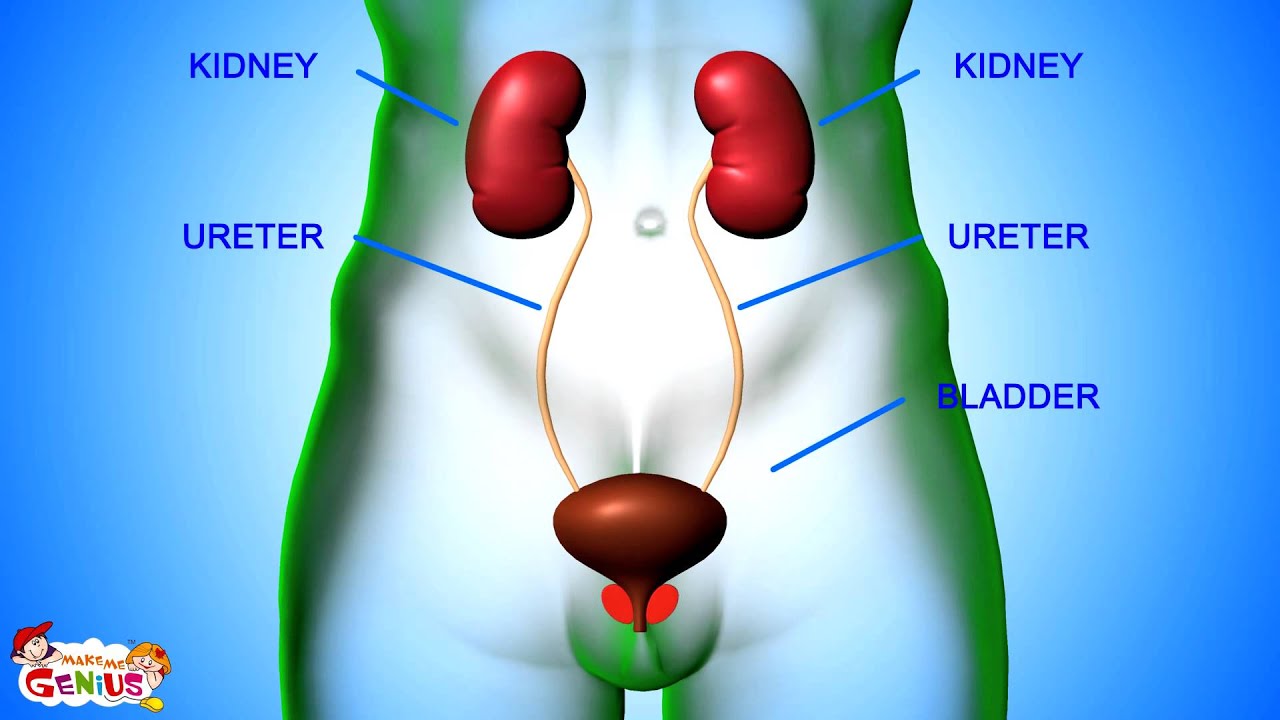 Excretory System Parts and Functions Animation video for kids - YouTube