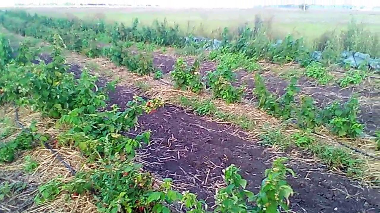 Малина Полана: описание сорта, отзывы дачников, фото, посадка Малина Полана: описание сорта, посадка и уход, урожайность с