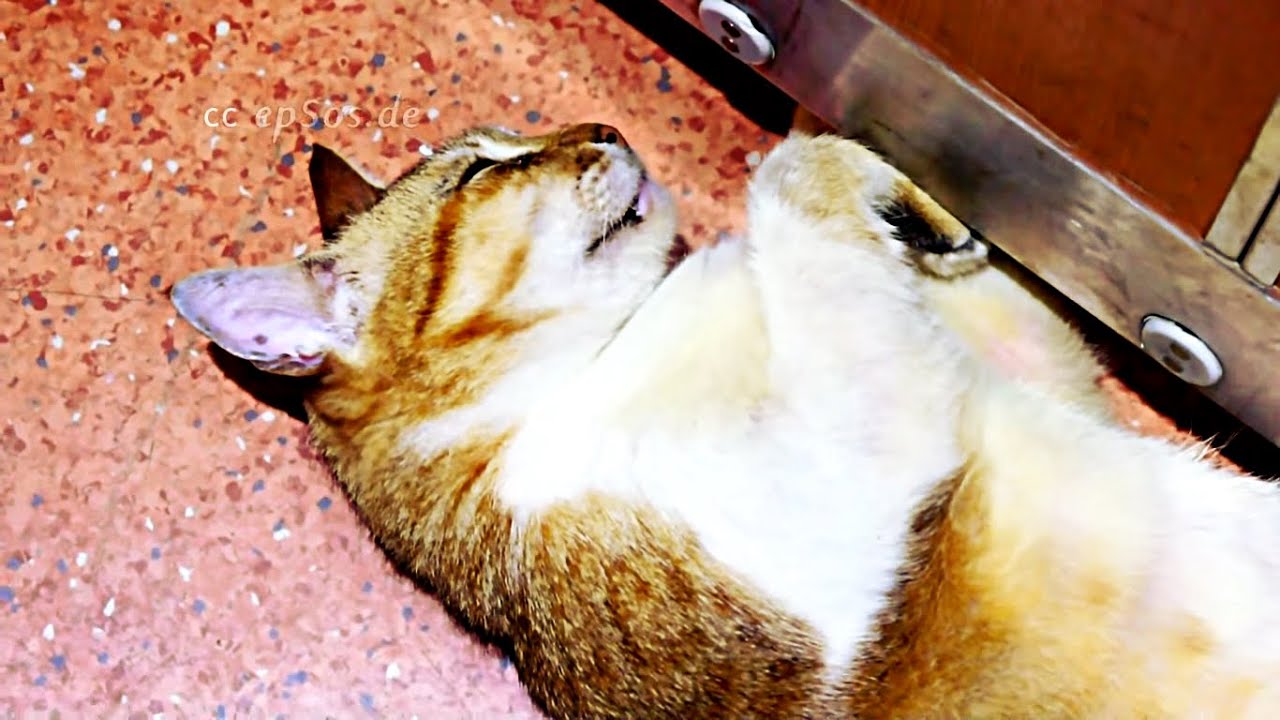 Лифт для кошки Лифт для кошки