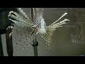 LIONFISH Feeding Time Bye Bye Goldfish