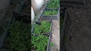 Köyde Huzur Var Havası Hayat