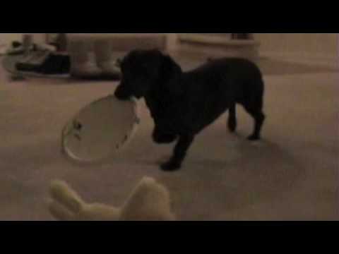 target dog food. Hungry Dog Plays Fetch With