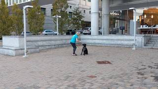 Dog Training Tip: Preventing your Dog from Breaking their Stay