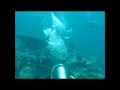 MARINE LIFE 5th Place John Hager.mp4