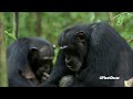 Chimpanzee - Oscar's Chimp Diaries Part 4 | HD