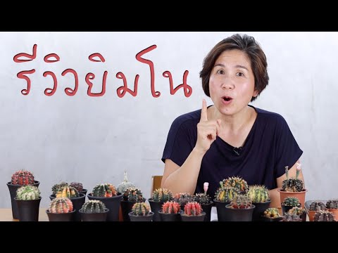 ริวิวยิมโน แคคตัสยอดนิยม น่าเลี้ยงสุดๆ Gymnocalycium | Cactus Journey EP.90