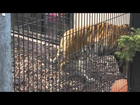 旭山動物園のとら。