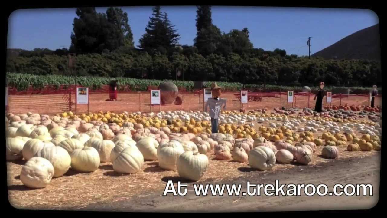 Pumpkin Patch Ventura County Ca