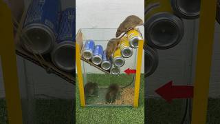 Top Ideas For Homemade Mouse Traps From Old Items #Rat #Rattrap #Mousetrap #Shorts