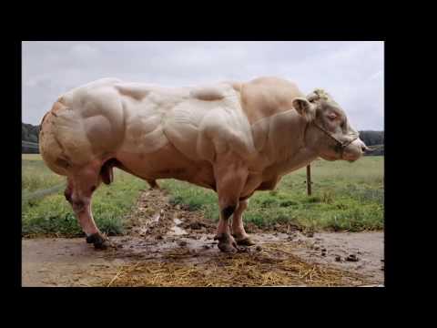 Породы КРС Породы КРС