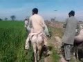 Barila sharif real gadi sadi be ja song