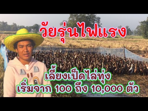 เป็ดไข่ เป็ดสาว เป็ดไล่ทุ่ง เริ่มจาก 100 ตัว ปัจจุบันมี 10,000 ตัว วัยรุ่นสร้างตัว