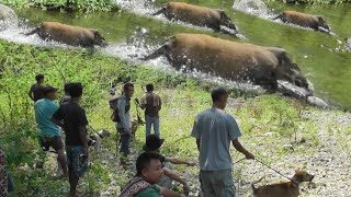 Amazing Gerombolan Babi Hutan Mencoba Meloloskan Diri Menyebrang Sungai Wild Boar Hunting
