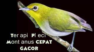 Terapi monty