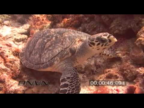 1/24/2007 Palanchar Bricks Reef Cozumel, Mexico Hawksbill Sea Turtle Video