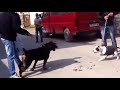 Rottweiler Vs Pitbull - Rottweiler Vs Pitbull Dog Fight