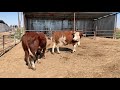 Cow series that don't like bulls 1