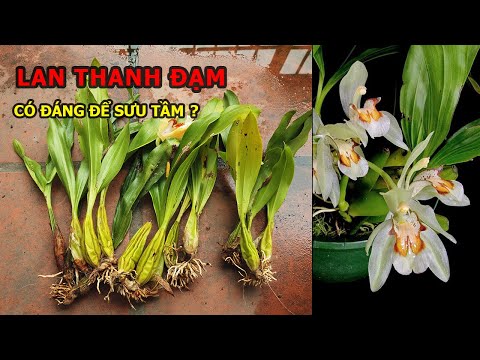 LAN THANH ĐẠM CÓ ĐÁNG ĐỂ BỎ TIỀN RA SƯU TẦM ?