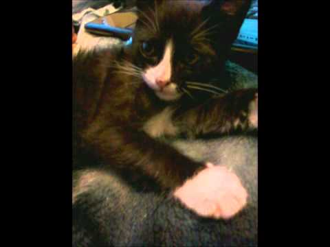I Am A Pancreas (I Seek To Understand Me...) Video