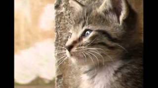Watch Cristian Castro Necesitas Amor video
