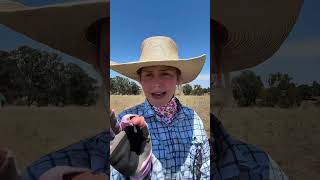 If You Are A Horsy Person Listen This