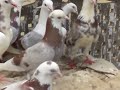 indian pigeon