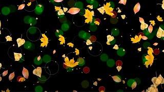 Осенний Листопад Футаж На Черном Фоне | Бесплатные Футажи Для Монтажа