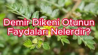 Demir Dikeni Otunun Faydaları Nelerdir?