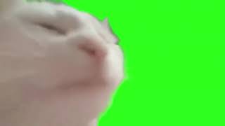 Cat Dancing With Music Green Screen Meme Template