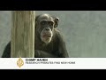 Lab primates retire in Louisiana 'Chimp Haven'