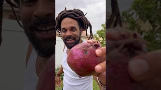 How I Grew Free Purple Sweet Potatoes
