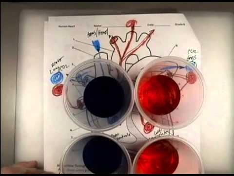 Rick Crosslin Science Making a Heart Model - YouTube