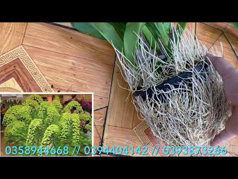 Sáng 11/ 4 vũ nữ hoàng hậu khủng, giả hạc, trầm rồng đỏ, kiều tím 0393873266, 0394404142