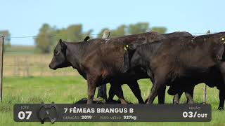 LOTE 07 - VENTRES BRANGUS - LEILÃO SÃO BIBIANO 2021