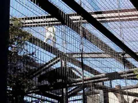 旭山動物園の豹のもぐもぐタイム