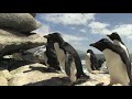 Penguin Fail - Best Bloopers from Penguins Spy in the Huddle