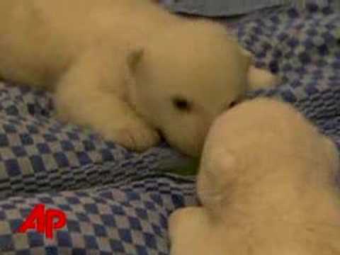 Raw Video: Polar Bear Sees Double