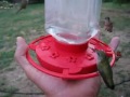 Hummingbird infestation