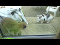 Baby fox owns kitten