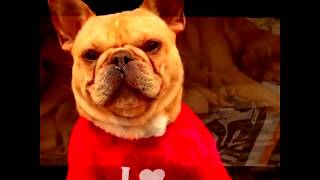 Милые И Смешные Собаки | Подборка Видео Приколов Про Собак И Щенков