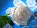 Download mara e tay mara sahi yar jo hai.wmv MP3 song and Music Video