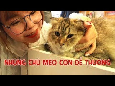 XUKA-family//PHÁT HIỆN QUÁN CAFE MÈO THÚ CƯNG HẾT SỨC DỄ THƯƠNG Ở ĐÀ LẠT