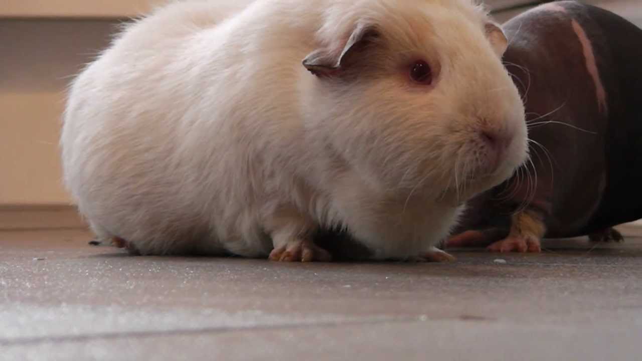 THE GUINEA PIG HERD: Free Ranging Piggies - YouTube